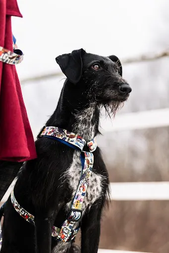 Dingo Sp. z o.o. Producent akcesoriów zoologicznych
